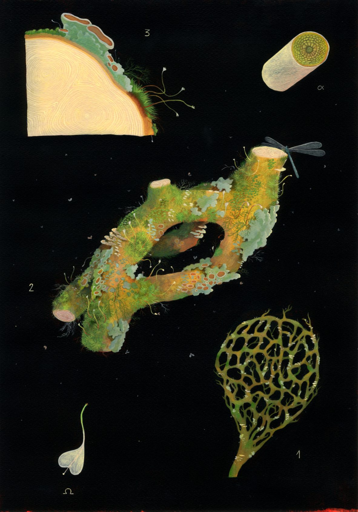 Tavola botanica illustrata su sfondo nero in stile studio scientifico, con sezioni di legno, rametti coperti di muschi e licheni, una libellula e dettagli vegetali numerati