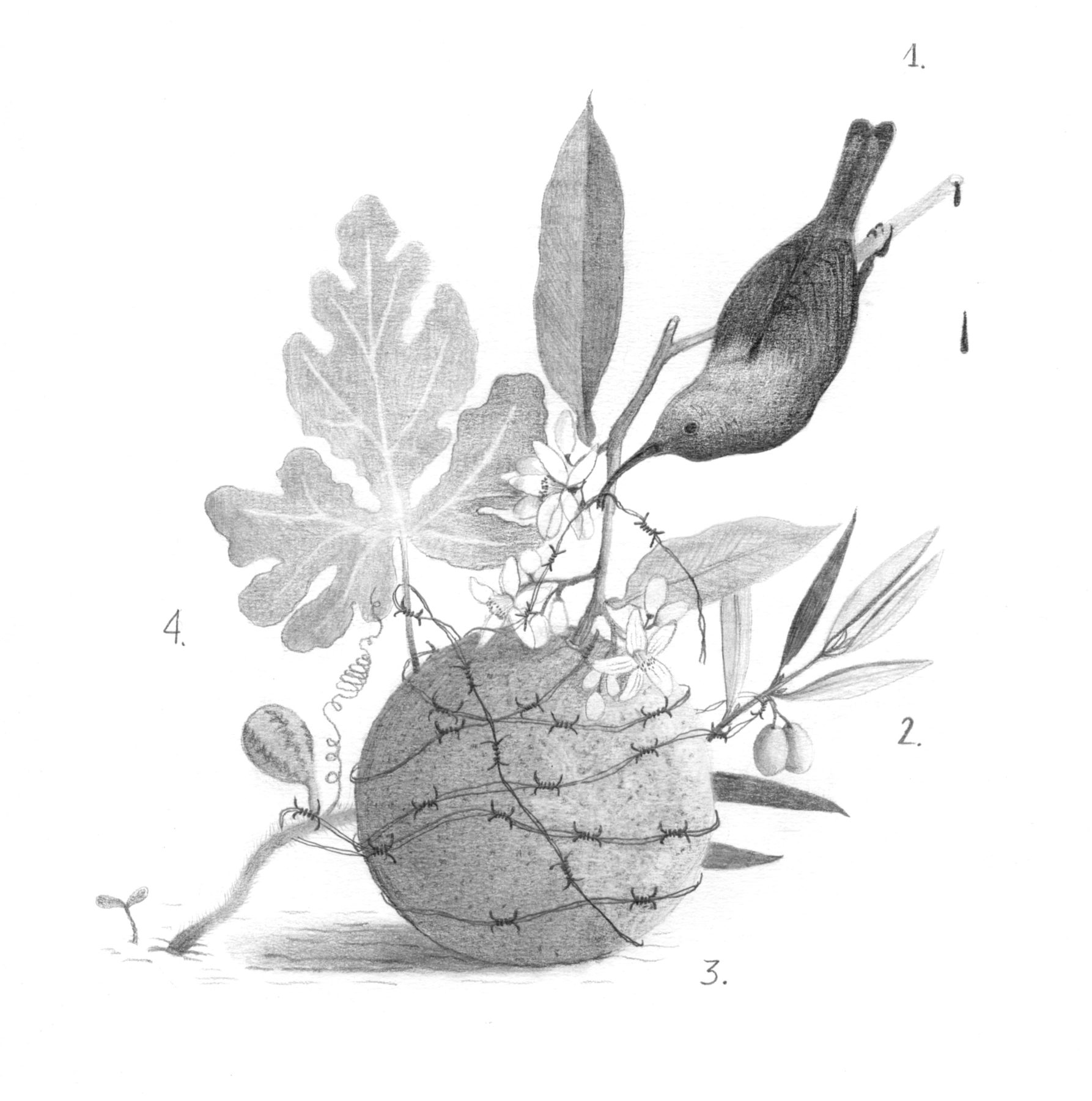illustrazione a matita di elementi boatnici e animali