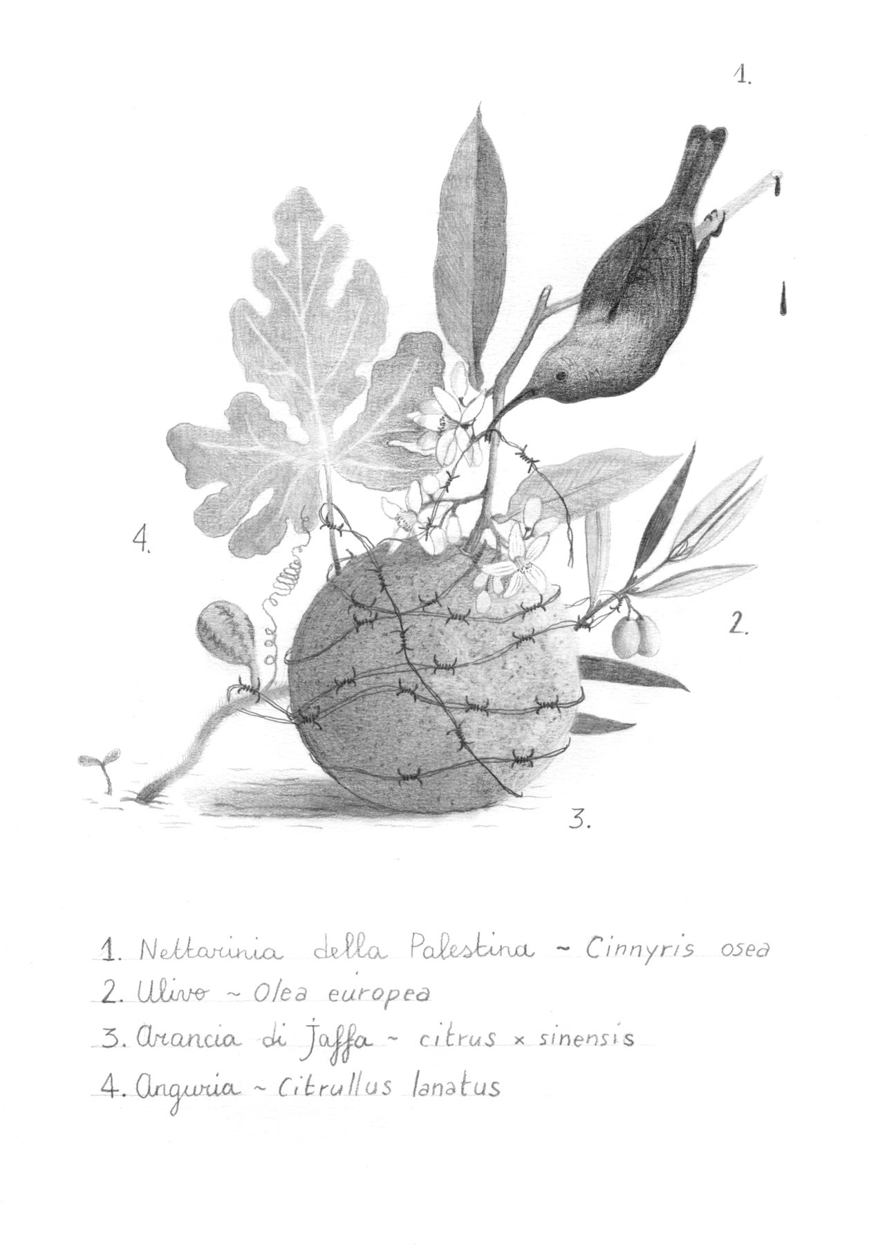 Illustrazione a matita, naturalistica, in bianco e nero di una nettarina della Palestina, di un arancio di Jaffa e di un germoglio di cocomero
       realizzata per un'asta di beneficenza a sostegno della Palestina