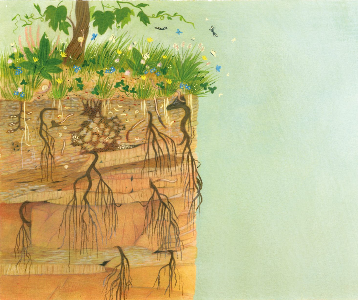 Vino Collio Sottoterra - Illustrazione della sezione trasversale del suolo con erba, radici, formicaio con gallerie e uova.